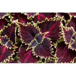Coleus - Bordeaux bordé vert