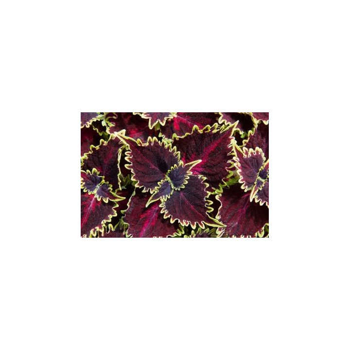 Coleus - Bordeaux bordé vert