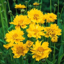 Coreopsis - Jaune