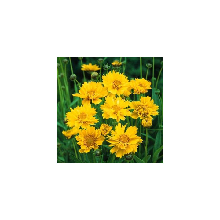 Coreopsis - Jaune