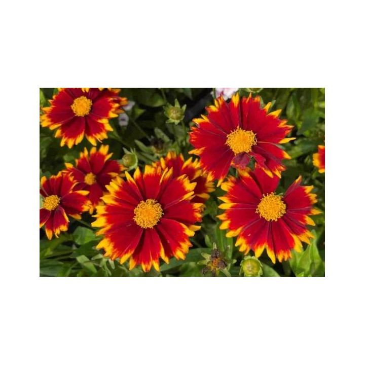 Coreopsis - Rouge et or