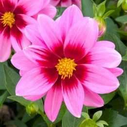 Dahlia nain - Rose cœur pourpre