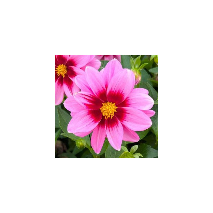 Dahlia nain - Rose cœur pourpre