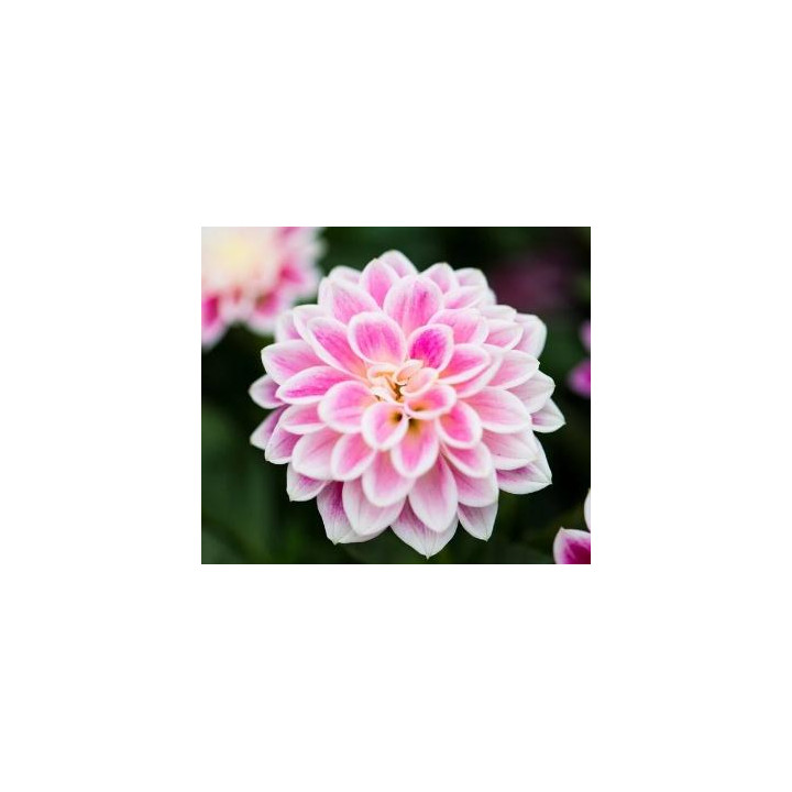 Dahlia nain - Blanc cœur rose