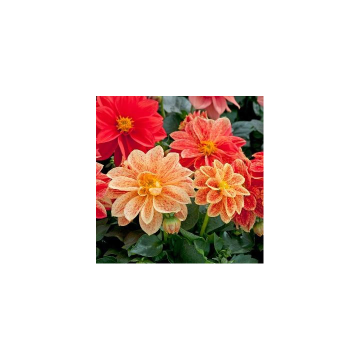 Dahlia nain - Orangé moucheté