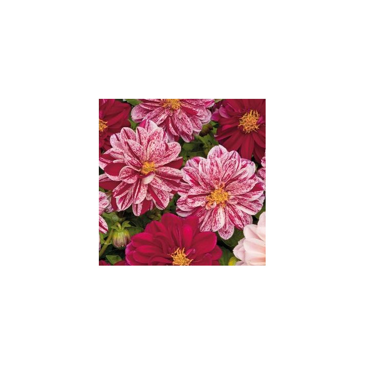 Dahlia nain - Rouge rose moucheté