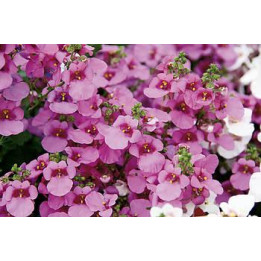 Diascia - Rose