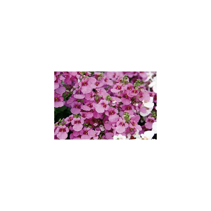 Diascia - Rose