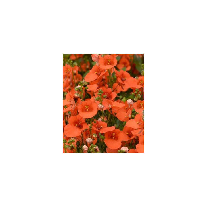 Diascia - Orange