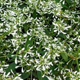 Euphorbe - Blanc