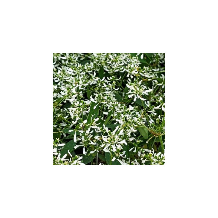 Euphorbe - Blanc