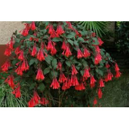 Fuchsia fulgen - Orange feuilles rouges