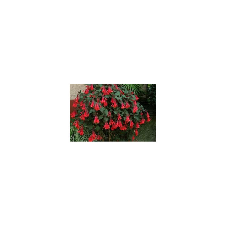 Fuchsia fulgen - Orange feuilles rouges