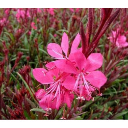 Gaura - Rose foncé