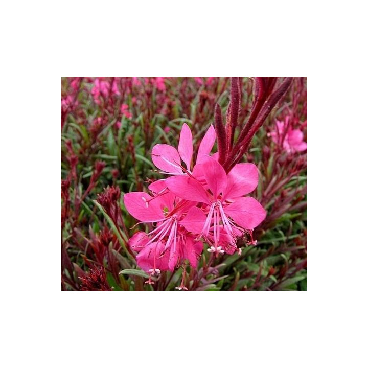 Gaura - Rose foncé