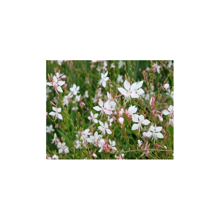 Gaura - Blanc