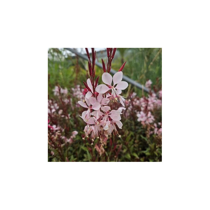 Gaura - Rose clair