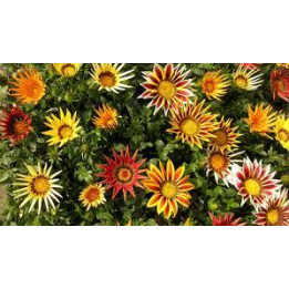Gazania - Couleurs aléatoire