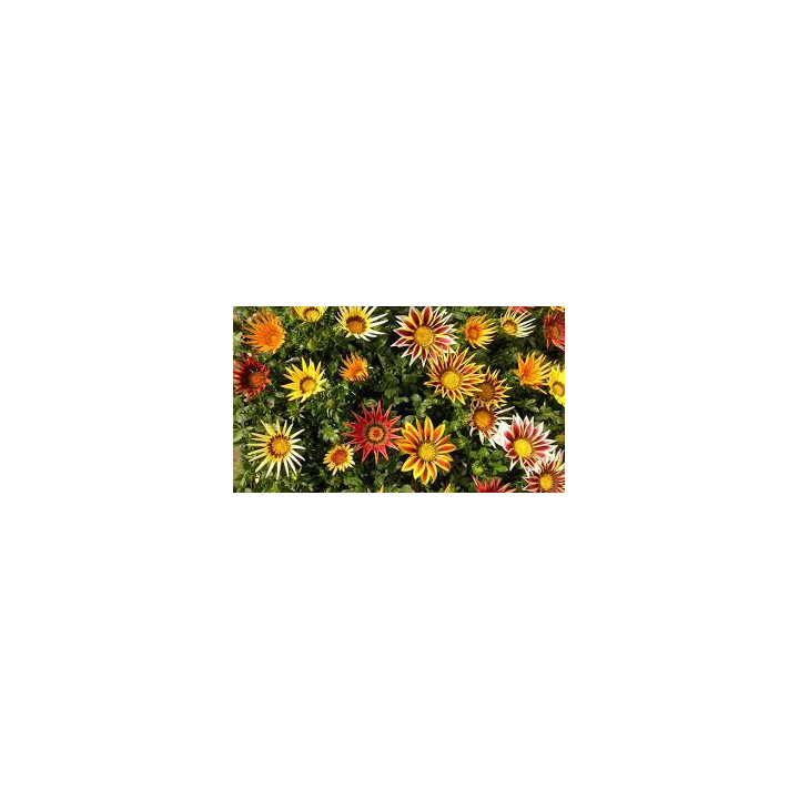 Gazania - Couleurs aléatoire