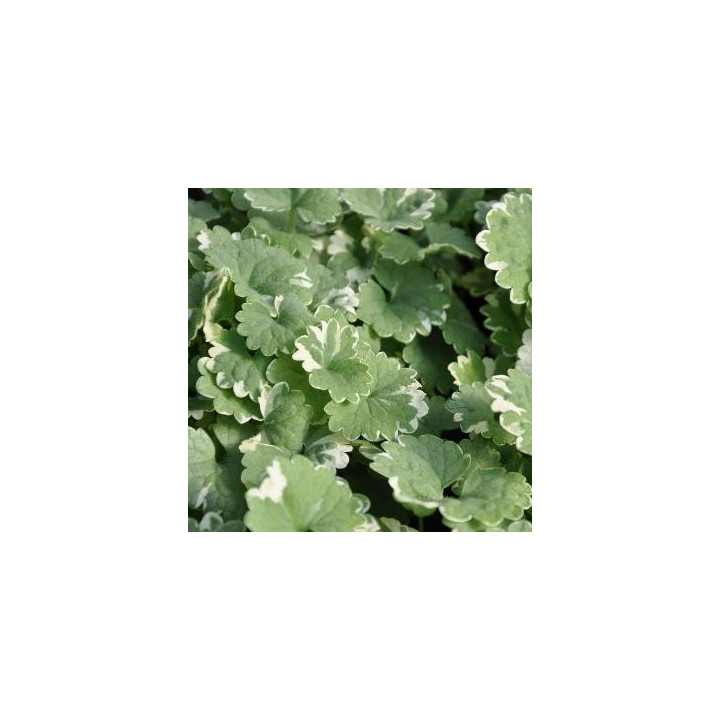 Glechoma - Feuillage vert et blanc