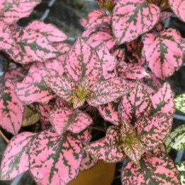 Hypoestes - Rose moucheté