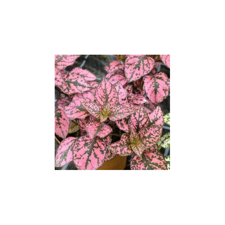 Hypoestes - Rose moucheté