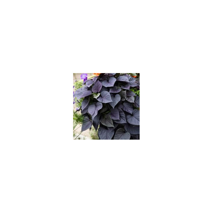 Ipomée - Blackie