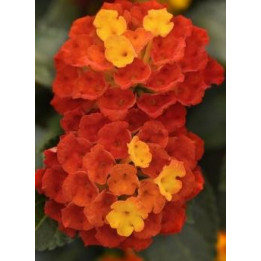 Lantana - Rouge