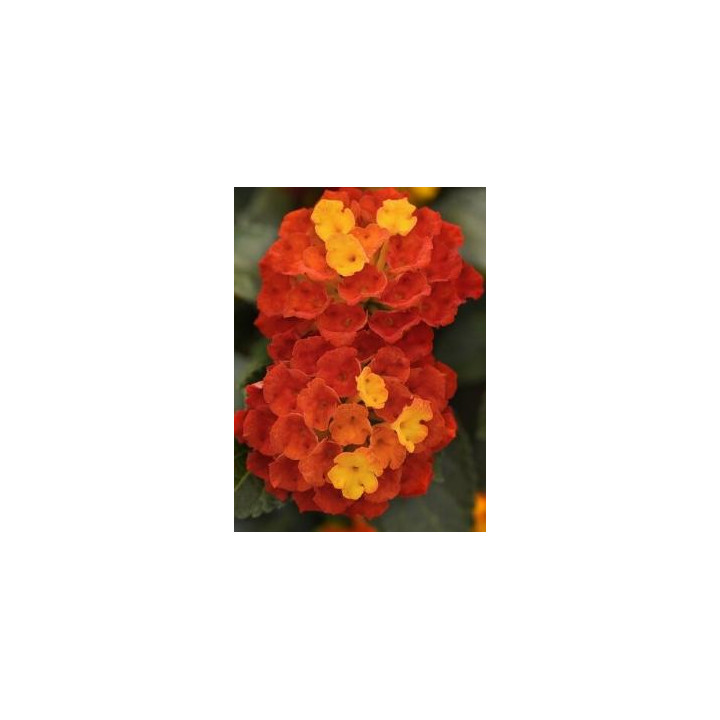 Lantana - Rouge