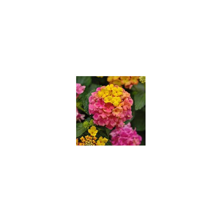 Lantana - Rose jaune