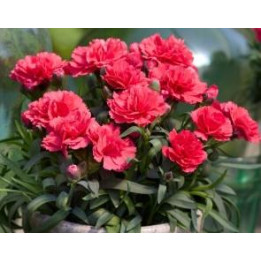 Oeillet vivace - Rose vif