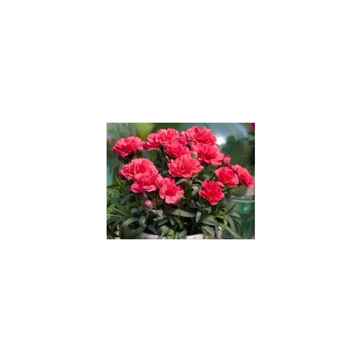 Oeillet vivace - Rose vif