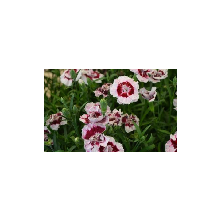 Oeillet vivace - Rose pâle veiné pourpre
