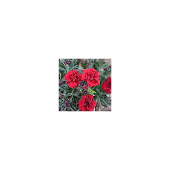Oeillet vivace - Rouge foncé