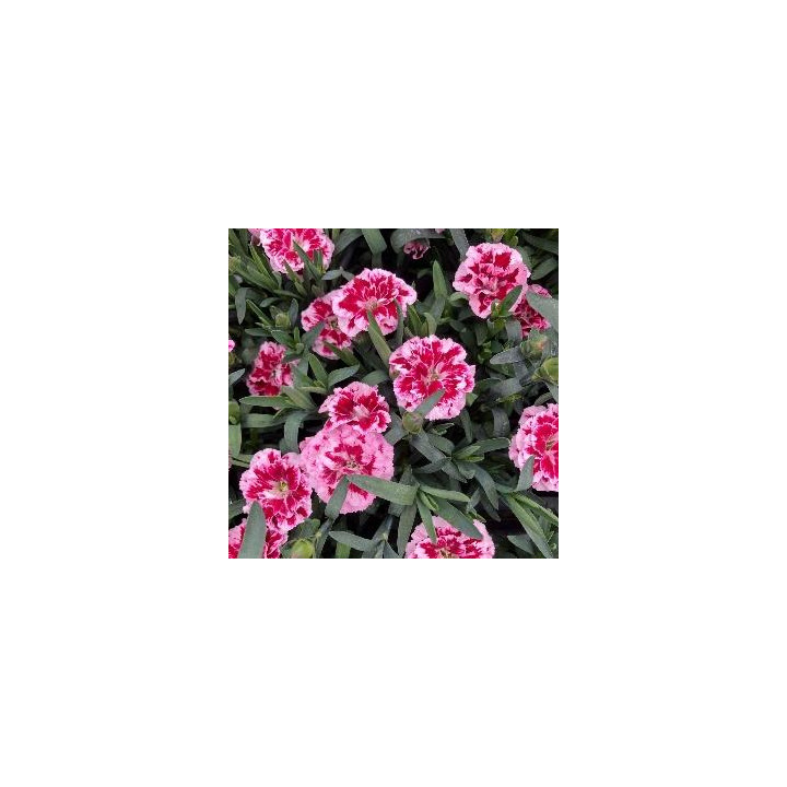 Oeillet vivace - Rose et pourpre