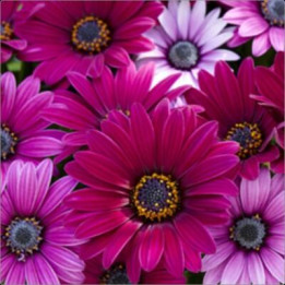 Osteospermum - Magenta (Tanja)