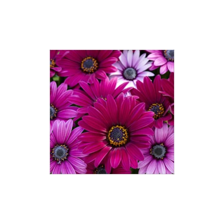 Osteospermum - Magenta (Tanja)
