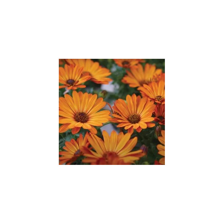 Osteospermum - Orange (Lucia)
