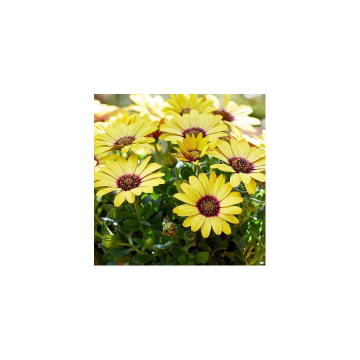 Osteospermum - Jaune cœur rose (Kiki)
