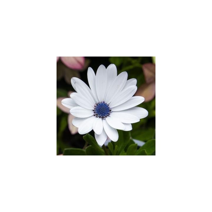 Osteospermum - Blanc crème (Christina)