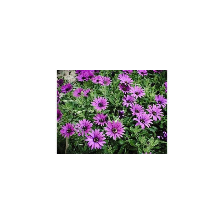 Osteospermum - Violet (Jutta)
