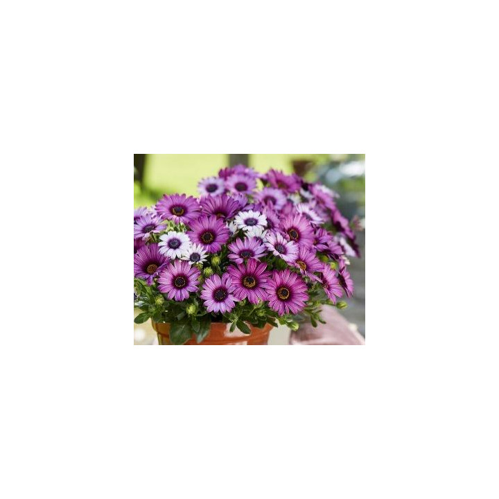 Osteospermum - 3 teintes (Linda)