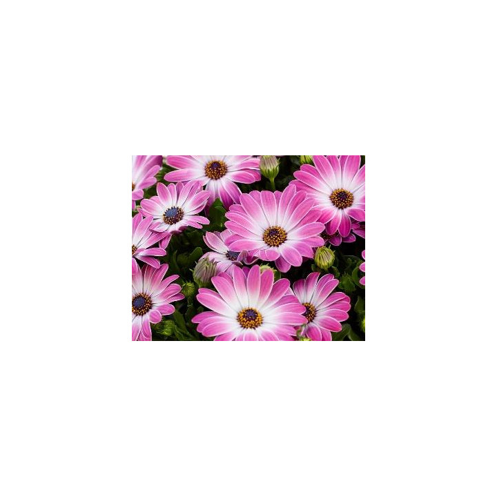 Osteospermum - Rose cœur blanc