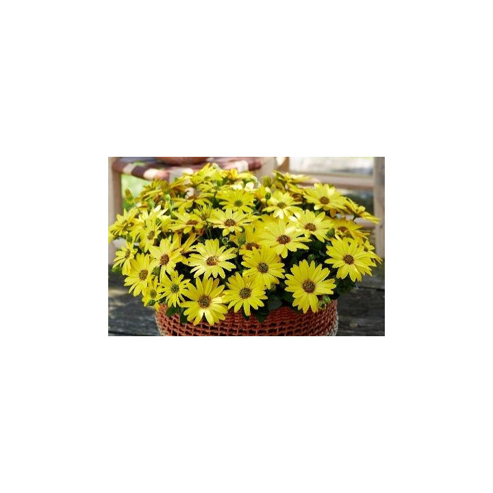 Osteospermum - Jaune clair (Solana)