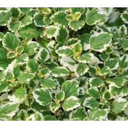 Plectantrus - Vert et blanc