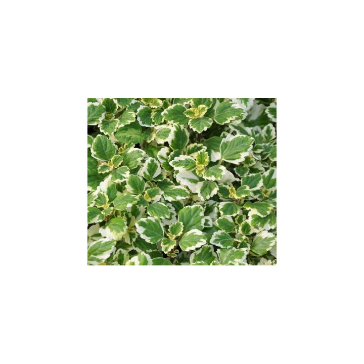 Plectantrus - Vert et blanc
