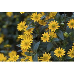 Sanvitalia - Jaune