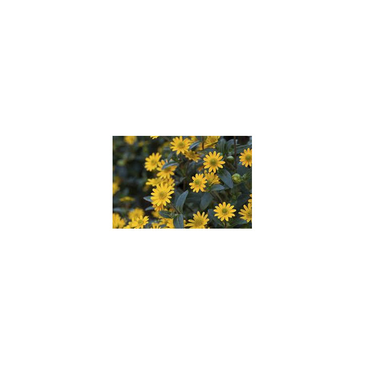 Sanvitalia - Jaune