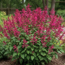 Sauge Wendy - Rose fuchsia