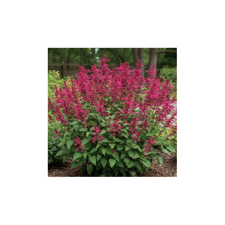 Sauge Wendy - Rose fuchsia
